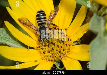 Say's Leaf-cutter Bee, Megachile inimica sayi, foraging on Maximilian sunflower, Helianthus maximiliani Stock Photo
