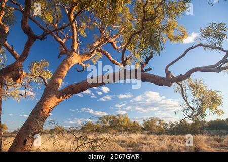 Desert Bloodwood (corymbia terminalis), Bough Shed Hole campsite, Bladensburg National Park, Queensland Stock Photo