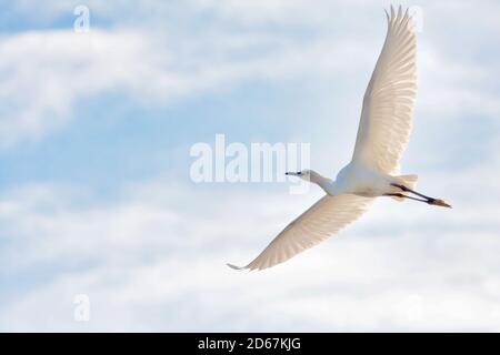 Close-up view of a white egret seen from below with outstretched wings. Stock Photo