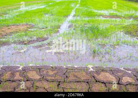 background texture nature field rice farm have water local flora of asia Stock Photo