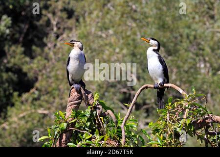 Little Pied Cormorants, Microcarbo melanoleucos. Also known as Little Shag and Kawaupaka. Coffs Harbour, Australia Stock Photo