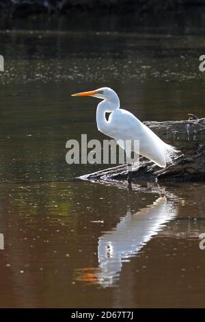 Great egret, Ardea alba. Also known as the Common Egret, Large Egret, Eastern Great Egret, or Great White Egret or Great White Heron. Coffs Harbour, A Stock Photo