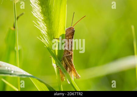 Italian locust (Calliptamus italicus) in the morning in the grass Stock Photo