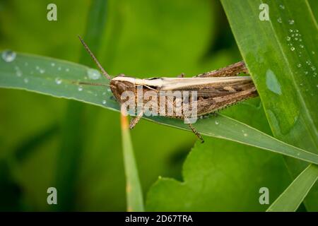 Bow-winged grasshopper (Chorthippus biguttulus) in the dewy grass in the meadow Stock Photo