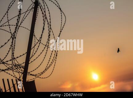 Bird flying over the barbed wire of the forbidden fence against the background of the rising sun Stock Photo