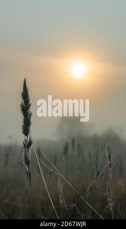 A stalk with an ear of dry field grass with cobwebs and covered with dew drops in an autumn foggy field at dawn Stock Photo