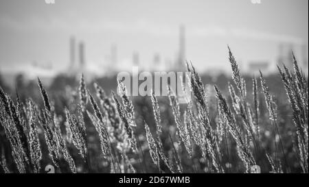 Stems of dried up field grasses with ripe ears and factory smoking chimneys on the horizon.Black and white Stock Photo