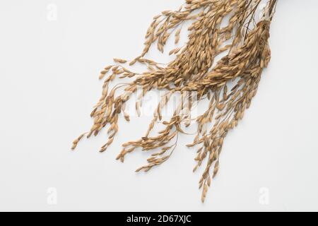 Paddy Rice seed. Isolated on a white background Stock Photo - Alamy