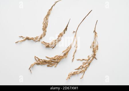 Paddy Rice isolated on white background. Ears of paddy jasmine rice Stock Photo