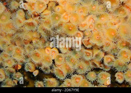 Anthozoans Jewel anemones, Corynactis viridis, Poor Knights Islands Nature Reserve, Bay of Islands, New Zealand Stock Photo