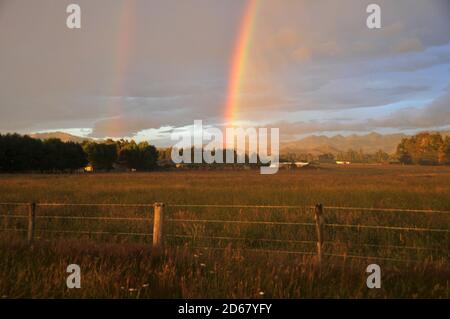 Rainbow over a cattle field at dawn, Kaikoura, South Island, New Zealand Stock Photo