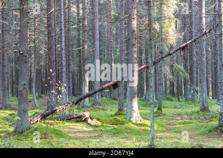 A dense forest of tall, straight, moss-covered pines in northwest Russia. Stock Photo