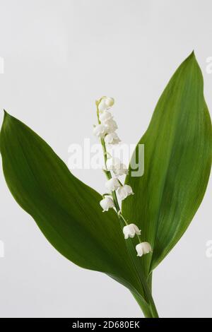 Convallaria majalis. Bell shaped flowers of Lily of the Valley. Stock Photo