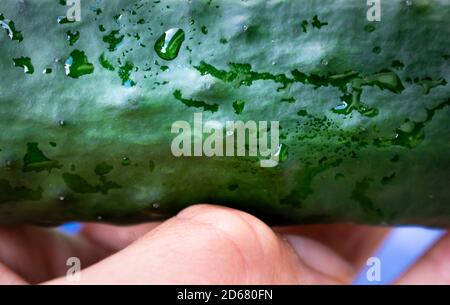 Freshly picked and washed cucumber held up by one hand Stock Photo