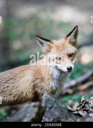 A red fox is walking close to hikers in a forest in Romania. Many foxes in the area stay near people to get food. Self-domestication of wild animals. Stock Photo