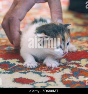 Portrait of a Small kitten on the carpet Stock Photo