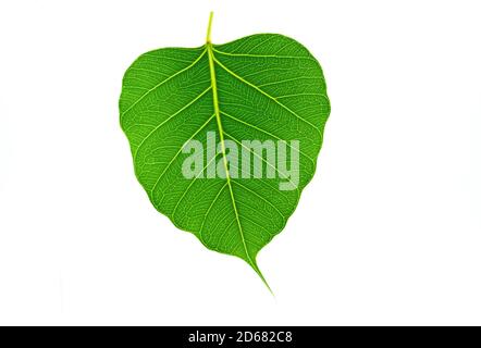 Close up green leaf of Bo Tree or Bohhi Tree or Pipal Tree or Ficus religiosal L. isolated on white background. Stock Photo