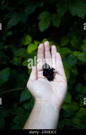 Woman holding many fresh ripe blackberries.Closeup. A female hand holds organic fresh wild blackberry. Green leafs in the background. Stock Photo