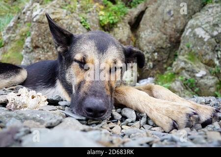 Beautiful young shepherd dog sleeping on a pebble beach near a cliff Stock Photo