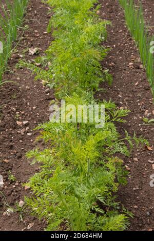 Row of Home Grown Organic Carrots (Daucus carrota subsp. sativus) Growing on an Allotment in a Walled Vegetable Garden in Rural Somerset, England, UK Stock Photo