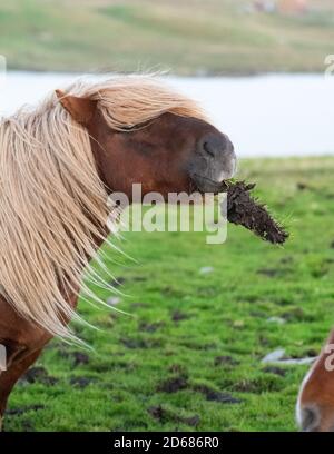 Horse playing with piece of turf - Shetland Islands, Scotland, UK Stock Photo