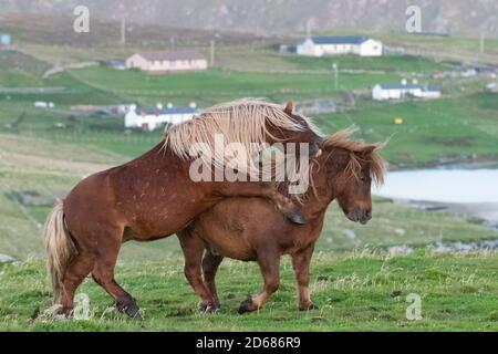 Iceland Horses play fighting, Burra, Shetland Islands, Scotland, UK Stock Photo