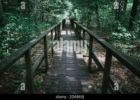 Wooden footpath leads through bushes and swampland in the forest Stock Photo