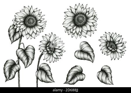 Sunflower Drawings Artworks | Saatchi Art