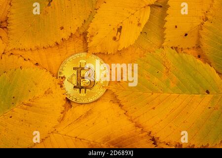 Golden bitcoin lies on the autumn fallen leaves Stock Photo