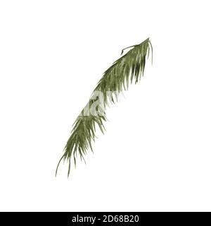 Palm branches. Isolated on a white background. Stock Photo
