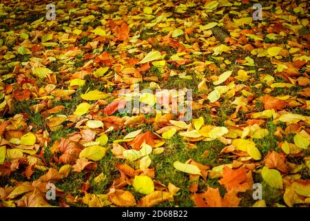 Vibrant red maple and golden leaves blanket Shenyang Olympic Park as ...