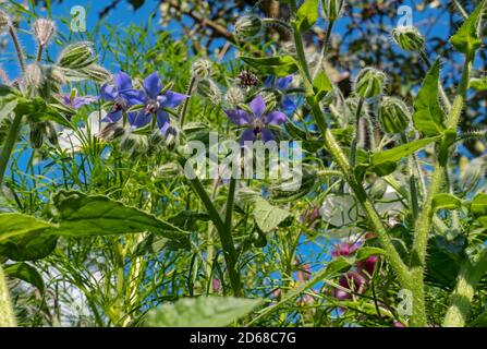 Close up of blue borage herb (Borago officinalis) flower bud buds flowers herb plant in summer England UK United Kingdom GB Great Britain Stock Photo