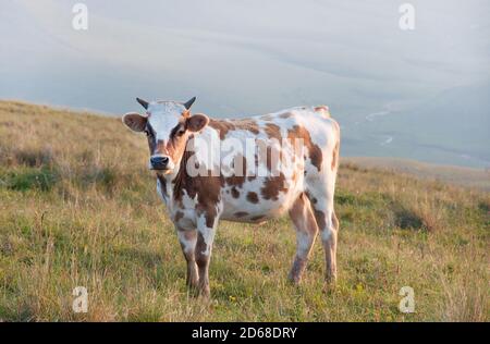 Young cow graze on alpine meadows at sunset in the Elbrus region