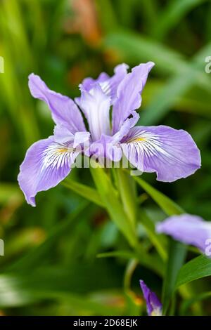 Iris douglasiana a common springtime purple blue bulbous flower which is a  perennial evergreen spring plant commonly known as Douglas iris Stock Photo  - Alamy