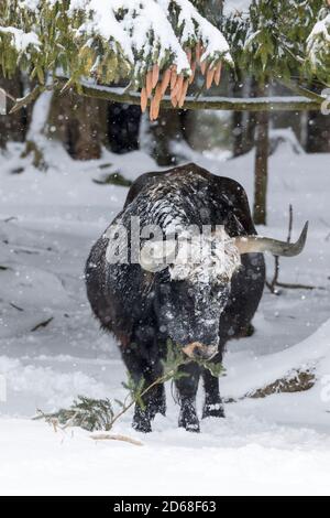 Heck Cattle (Bos primigenius taurus), an attempt to breed back the extinct Aurochs from domestic cattle. Snowstorm in the National Park Bavarian fores Stock Photo