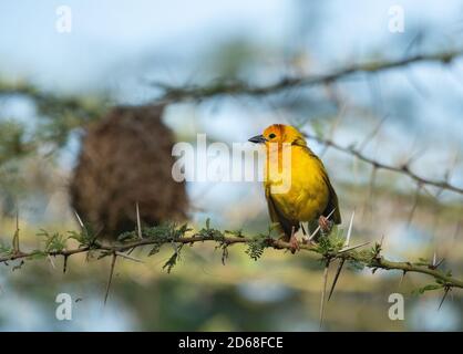 Closeup of Taveta golden weaver bird perched on branch of thorn tree in amboseli national park, kenya Stock Photo