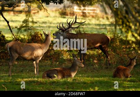 Newtown Linford, Leicestershire, UK. 15th October 2020. A Red Deer stag barks during the rutting season in Bradgate Park. Credit Darren Staples/Alamy Live News. Stock Photo