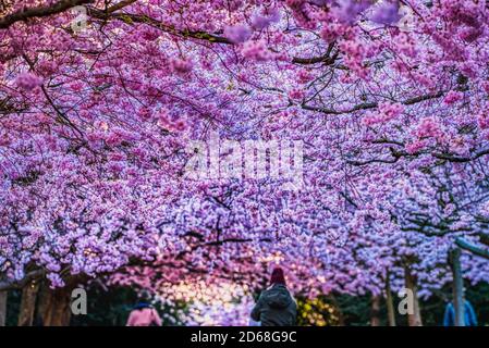 Sakura blooming with intense lush pink colour bear renewal and rebirth. Lavish pink cherry blossoms pattern with people admiring the pink cherry alley Stock Photo