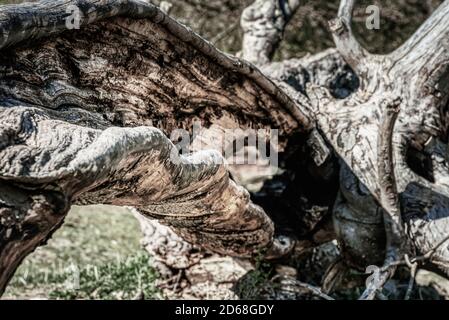Fallen tree with a hollow trunk in Jaegersborg Dyrehave conveys empty, vacant and hollow feelings. Looking through the old uprooted trunk body conveys Stock Photo