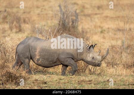 Black rhino with large horn and ox peckers on its back in dry bush in Masai Mara in Kenya Stock Photo