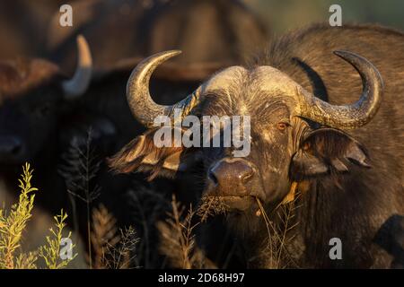 Horizontal portrait of a female buffalo in golden morning sunlight in Moremi Reserve in Okavango Delta in Botswana Stock Photo