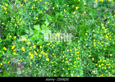 yellow wildflowers in green grass Stock Photo