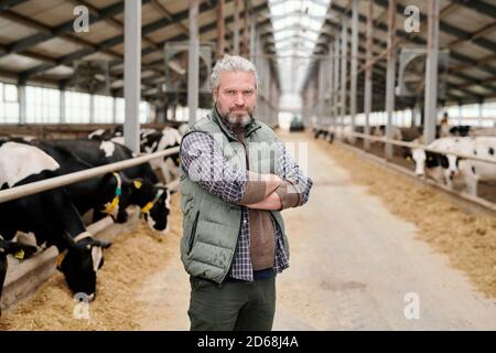 Portrait of confident mature male owner of dairy farm standing with crossed arms in large cowshed Stock Photo