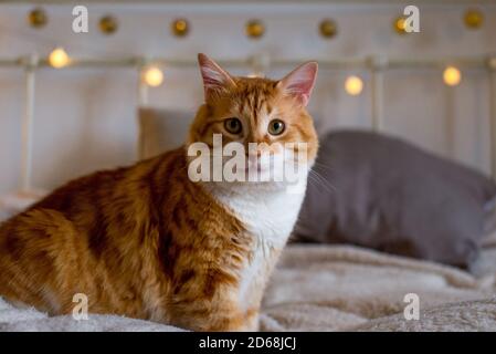 Ginger large and fat cat sits on a soft white blanket on the bed. There are bokeh lights in the background. Cozy room. Autumn or winter view. Stock Photo
