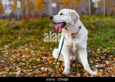 A male Golden Retriever puppy sits on a lawn in an autumn forest. Autumn, fallen leaves. The puppy has a collar with an addressee, a leash. Space for text. Stock Photo
