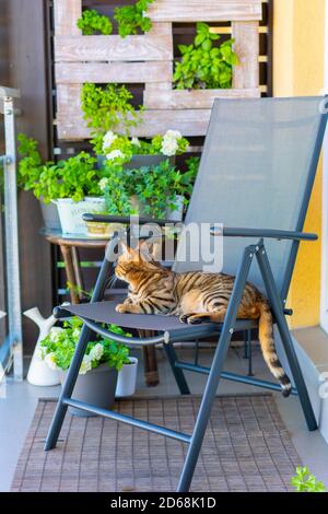 Closeup shot of a sleepy Bengal cat lying on a chair Stock Photo