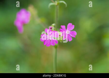 Close up image of Flowers of a perennial plant Silene dioica known as Red campion or Red catchfly Stock Photo