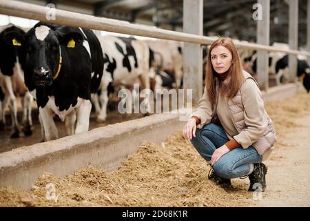 Portrait of serious female cowshed farmer in vest crouching on hay near livestock stall and checking cow food Stock Photo