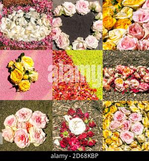 Collage with flowers and petals in a garden. Stock Photo