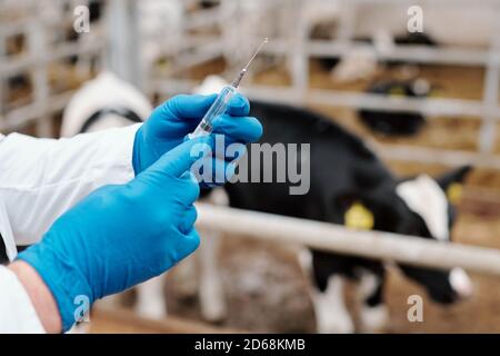 Close-up of unrecognizable animal veterinarian in latex gloves preparing syringe for vaccination of cow at farm Stock Photo